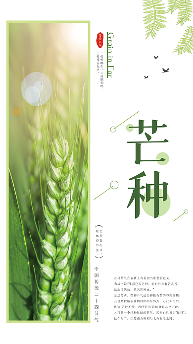 文艺小清新芒种传统节气芒种海报