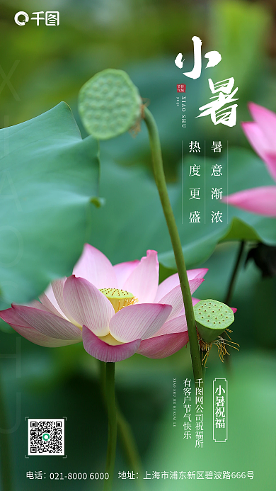 小暑节气荷花莲藕池塘绿色小清新宣传海报