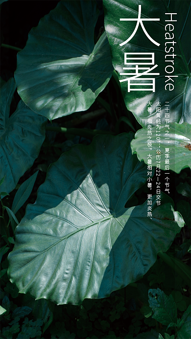 大暑节日24节气二十四节气植物小叶