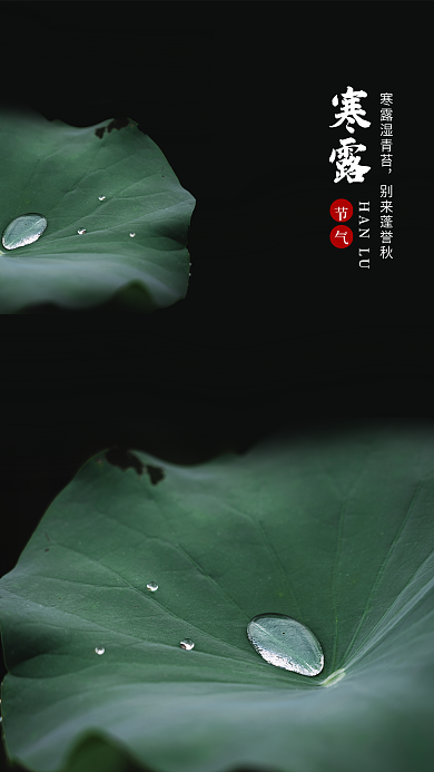 寒露海报荷叶露水质感节气节日