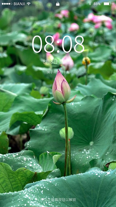 雨后荷塘手机壁纸