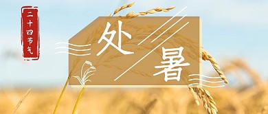 处暑夏天稻子浅蓝色黄色摄影公众号首图