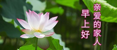 老年表情包荷花绿色清新淡雅公众号首图