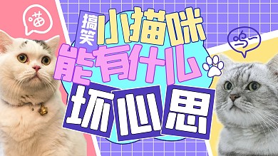 小猫咪能有什么坏心思猫咪紫色卡通横版视频封面