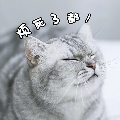 猫咪烦死了都表情包
