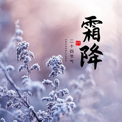 霜降紫色小花紫色摄影风公众号次图