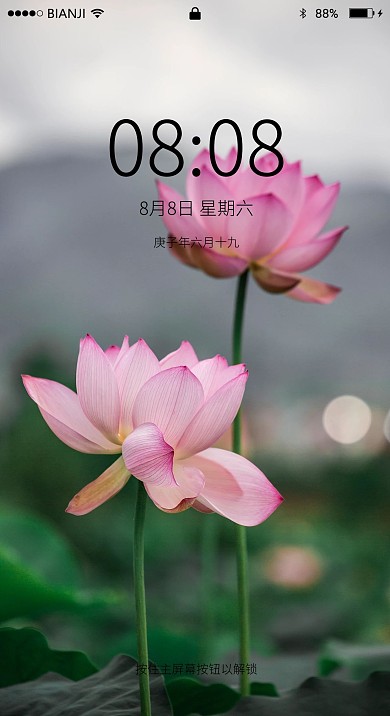 逆光下的荷花照片