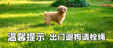 宠物温馨提示小狗狗绿色摄影风公众号首图