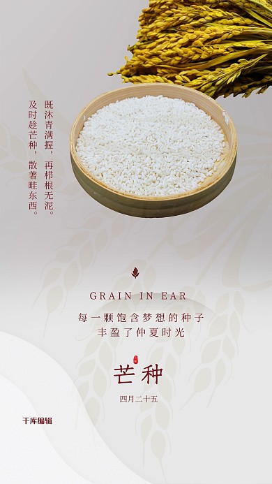 芒种节气水稻白色清新海报