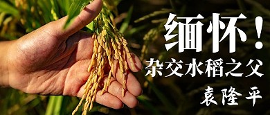 缅怀杂交水稻之父彩色简约公众号首图