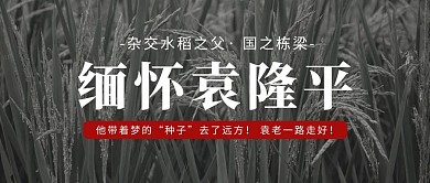 缅怀袁隆平水稻灰色大字简洁公众号首图