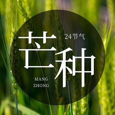 芒种二十四节气绿色简约公众号次图