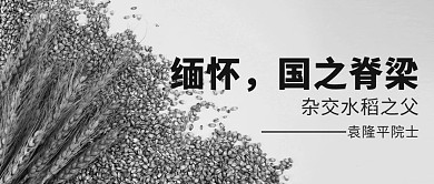 缅怀国之脊梁杂交水稻之父灰色简约公众号首图