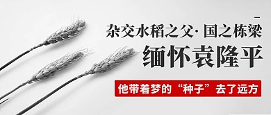缅怀袁隆平杂交水稻之父灰色简约公众号首图
