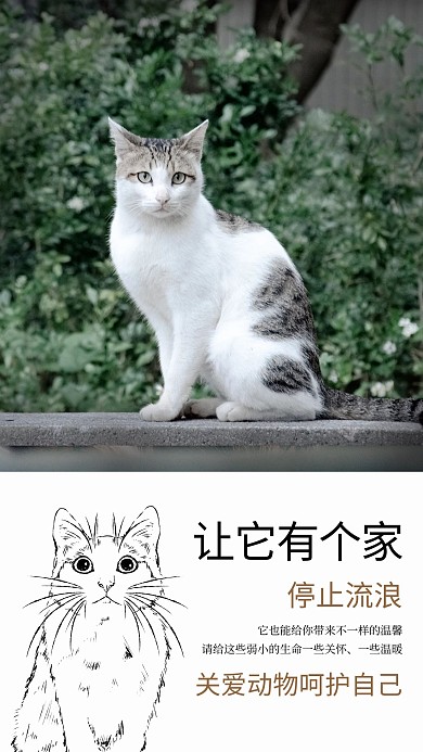 公益宣传流浪猫绿色摄影海报