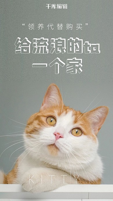 领养猫咪公益白色简约海报
