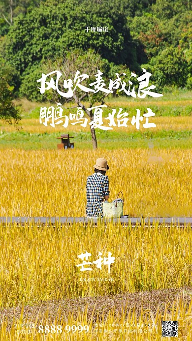 二十四节气芒种黄色摄影图海报