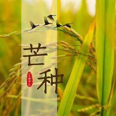 二十四节气麦穗麦色简约公众号次图