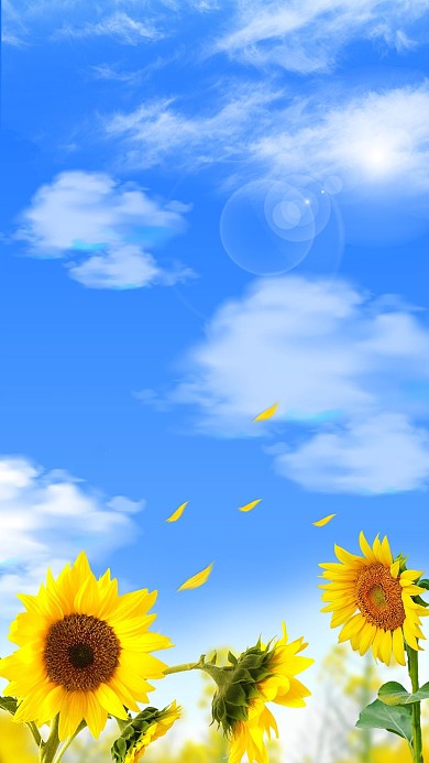 夏天向日葵蓝色清新背景