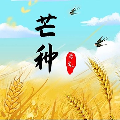 芒种节气麦子金色简约公众号次图