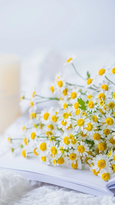 小清新洋甘菊手机壁纸