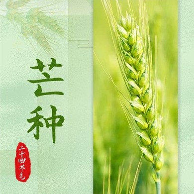 二十四节气绿色满麦绿色中国风公众号次图