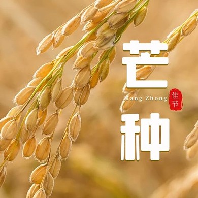 芒种稻子麦子黄色摄影大字公众号次图