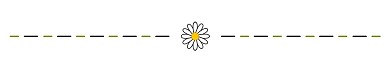 春季小雏菊分割线