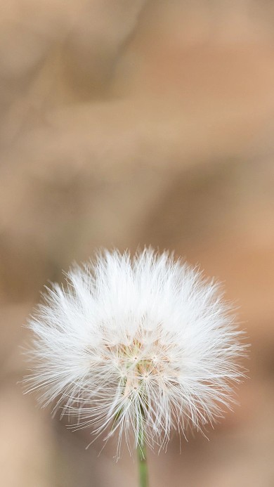 白色的蒲公英壁纸