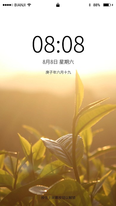 迎着朝阳的嫩茶叶