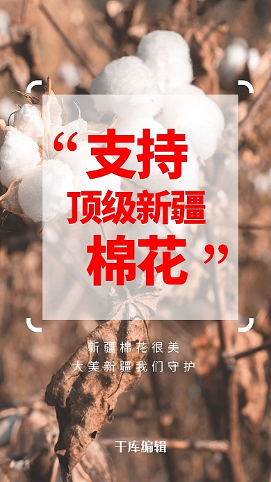 新疆棉花棉花白色 棕色简约海报