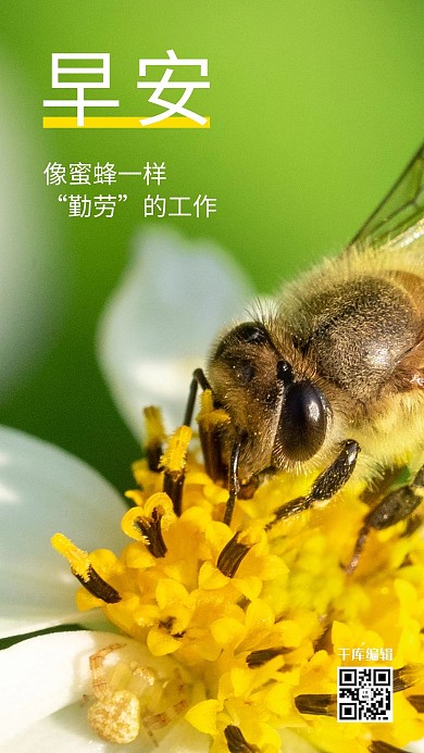早安语录蜜蜂绿色黄色简约摄影
