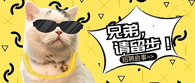 招聘墨镜猫咪黄色萌宠风公众号