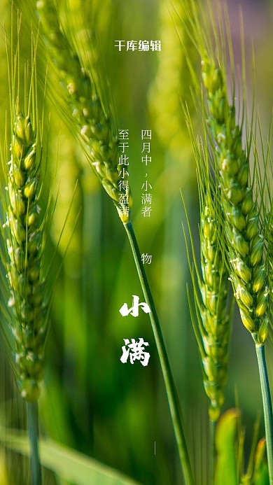 二十四节气小满小麦绿色简约海报