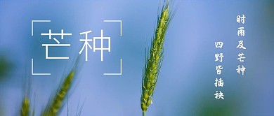 芒种小麦绿色简约公众号首图