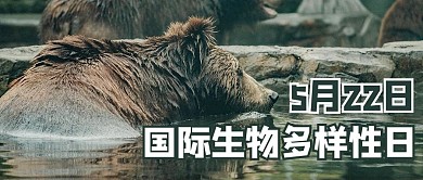 国际生物多样性日摄影图简约公众号首图