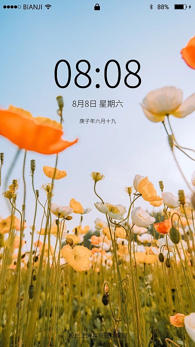 盛开虞美人罂粟花海