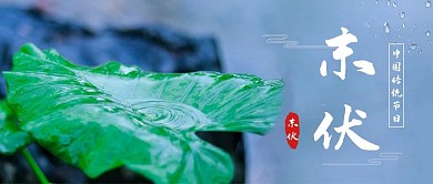 末伏节气荷叶摄影图公众号首图