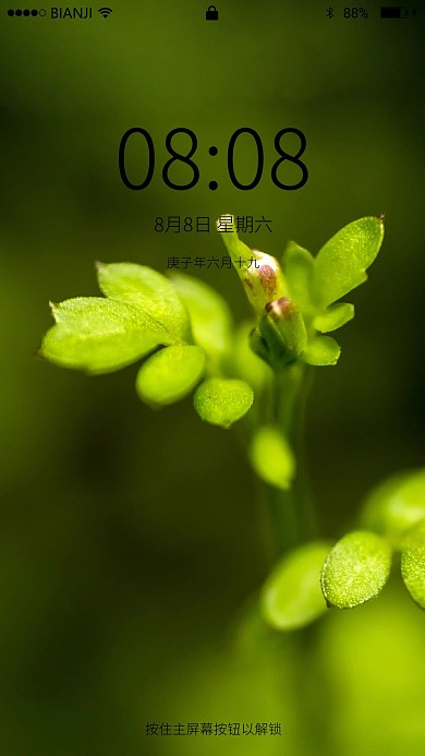 创意小清新植物壁纸