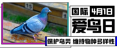 国际爱鸟日保护鸟彩色扁平公众号首图