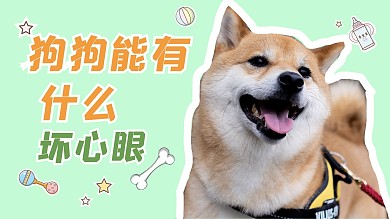 狗狗能有什么坏心思狗绿色摄影图横版视频封面