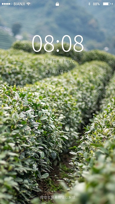 山里的茶田