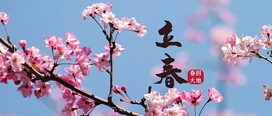 立春桃花蓝色粉色简约公众号首图