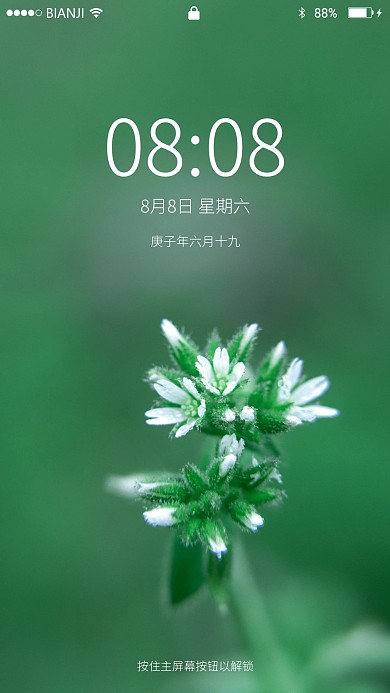 小白花摄影图手机壁纸