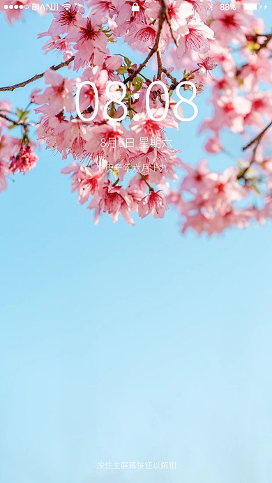 广州的樱花春天花朵公园赏花摄影图配图壁纸