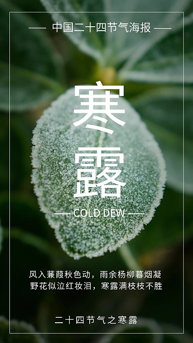 寒露节气植物绿色简约海报