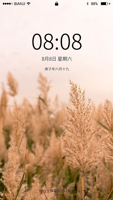 秋天芦苇摄影图