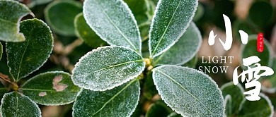 小雪霜叶绿色摄影图公众号首图