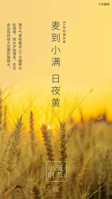 小满小麦金黄黄色简约风海报
