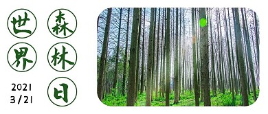 世界森林日321绿色摄影图公众号首图